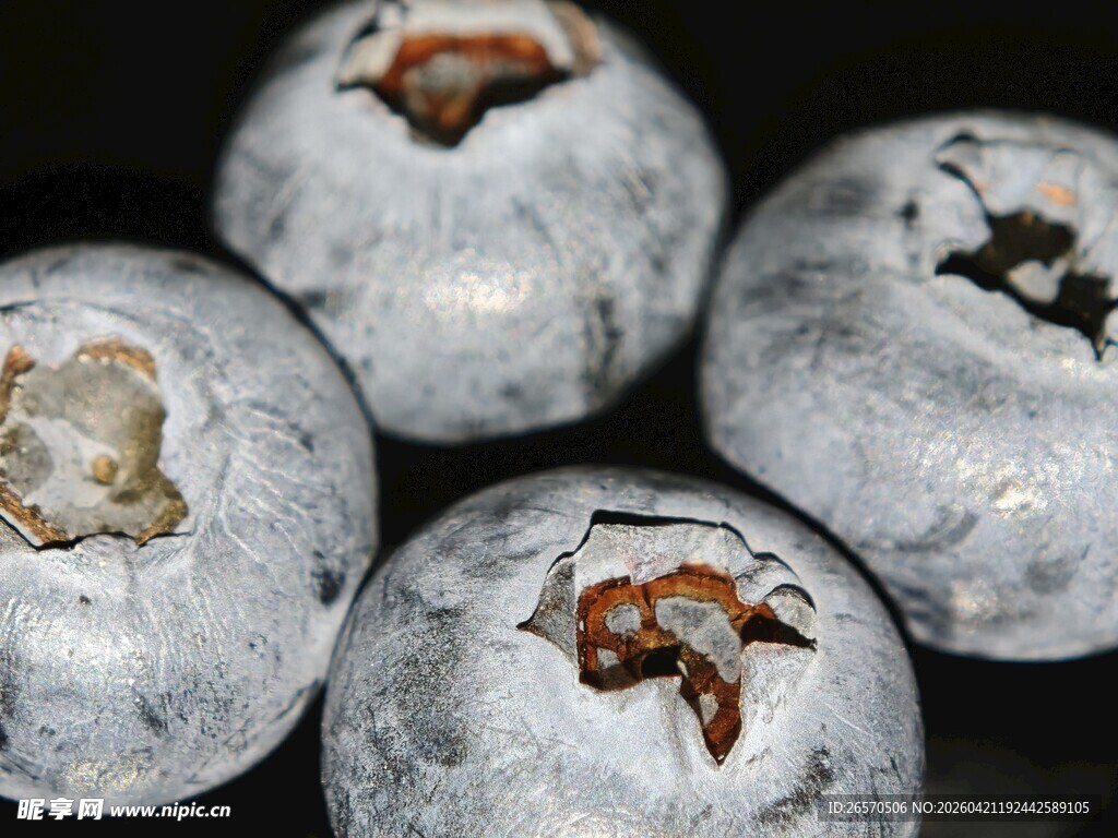 新鲜饱满的蓝莓特写