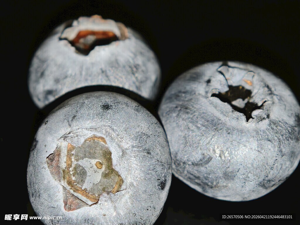 发霉蓝莓的微生物现象