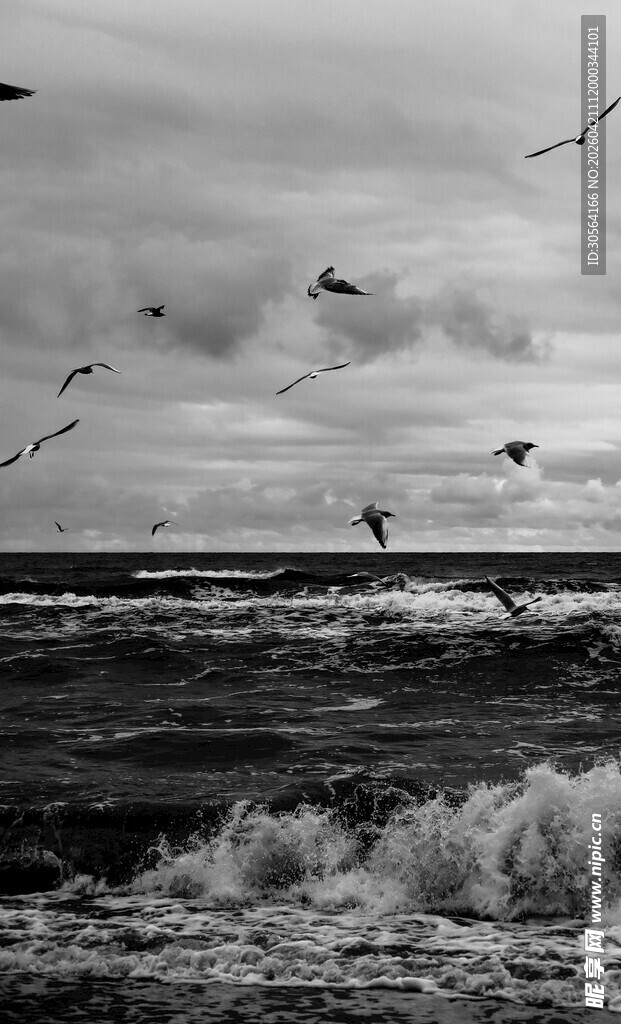 海鸟翱翔于翻涌海浪之上