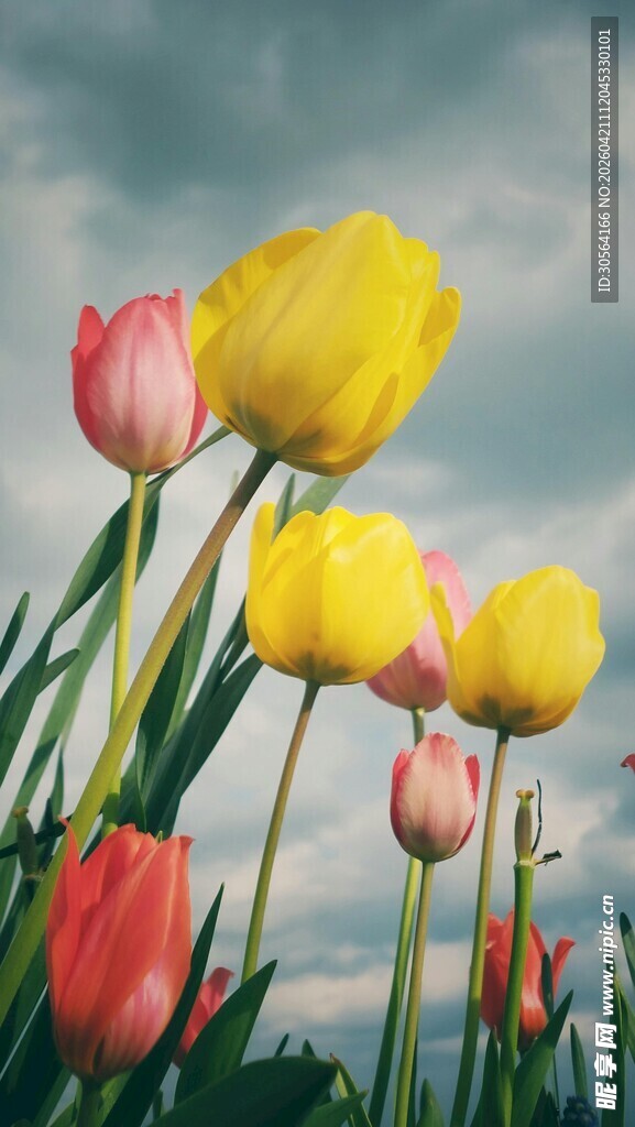 多彩郁金香绽放于天际