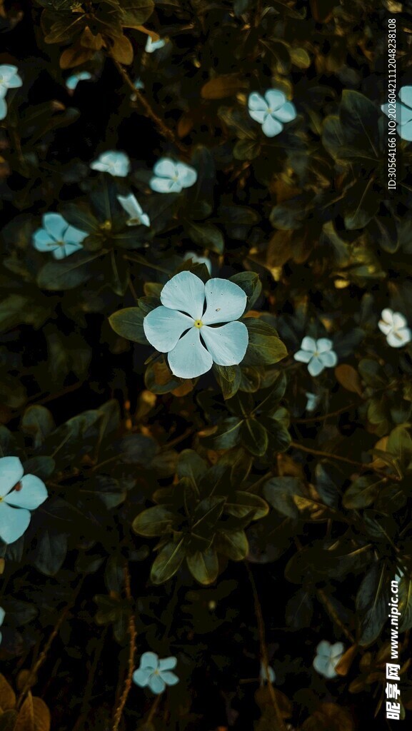 蓝花绽放于绿叶间