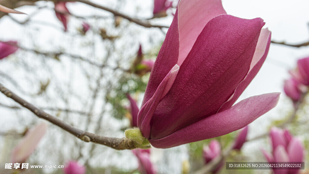 紫玉兰绽放枝头