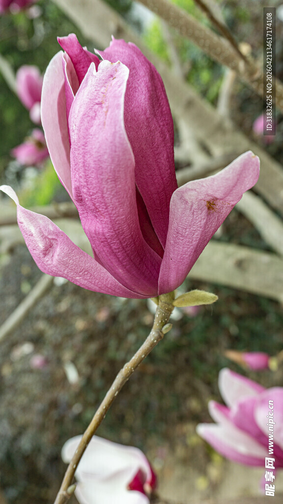 娇艳紫玉兰绽放枝头