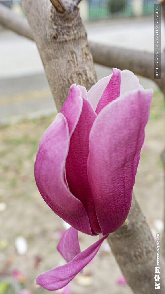 枝头绽放的娇艳玉兰花