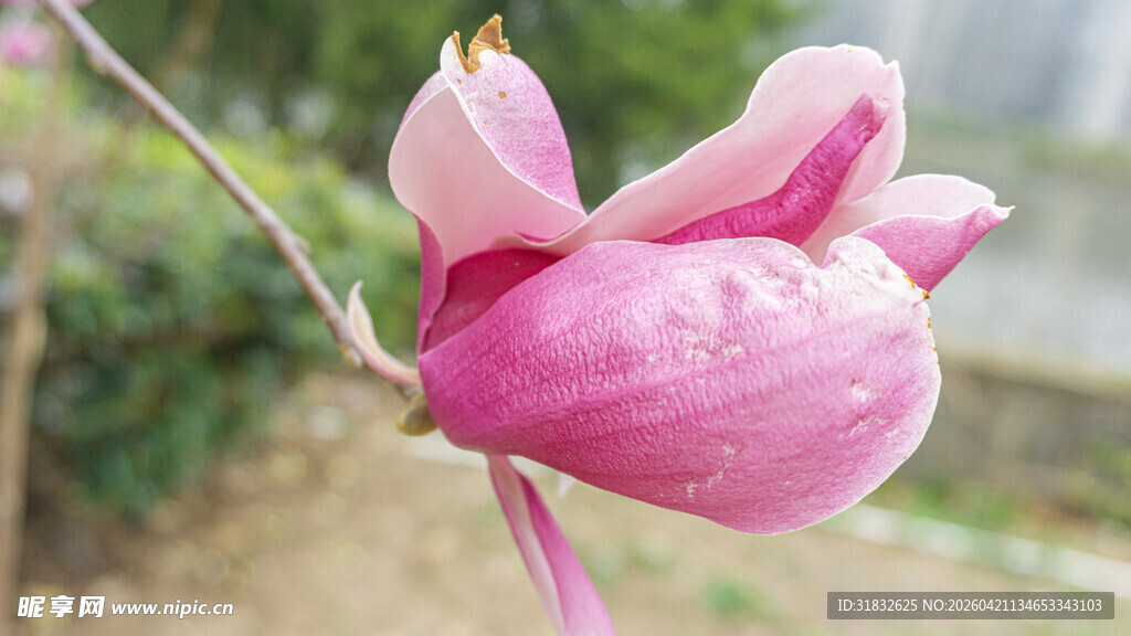 娇艳玉兰花枝特写