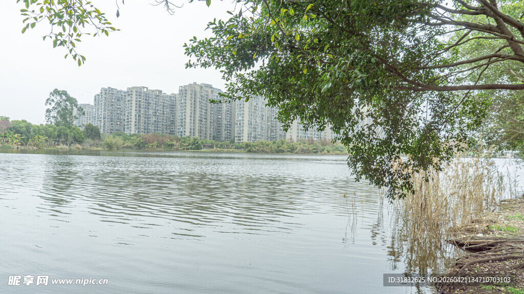 湖畔绿树与远处高楼景致