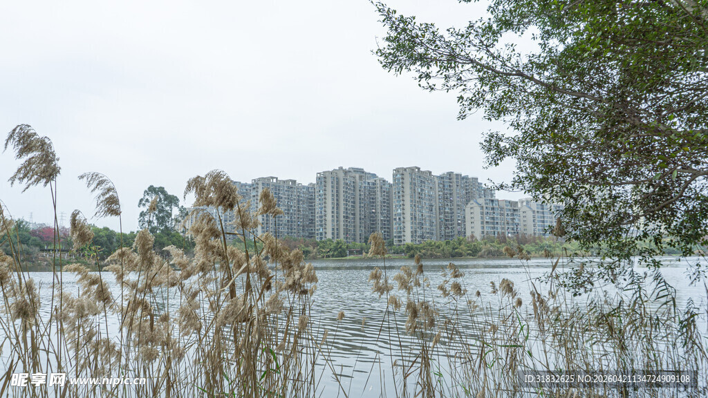 湖畔芦苇与远处高楼景观