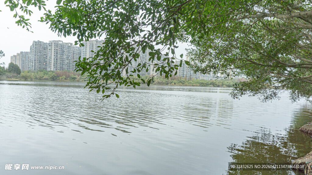 湖畔绿树映静水