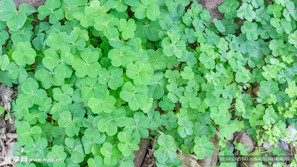 翠绿繁茂的常春藤植物