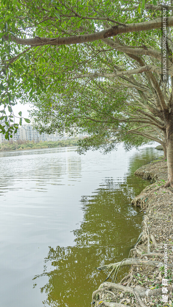 河畔葱郁树影下的宁静水面