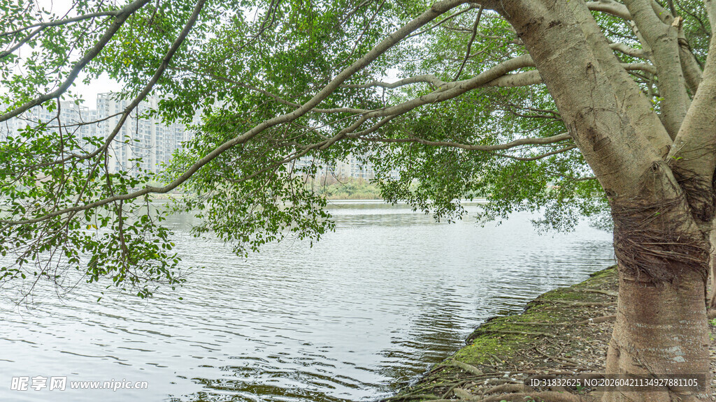 河畔绿树 静谧自然景致