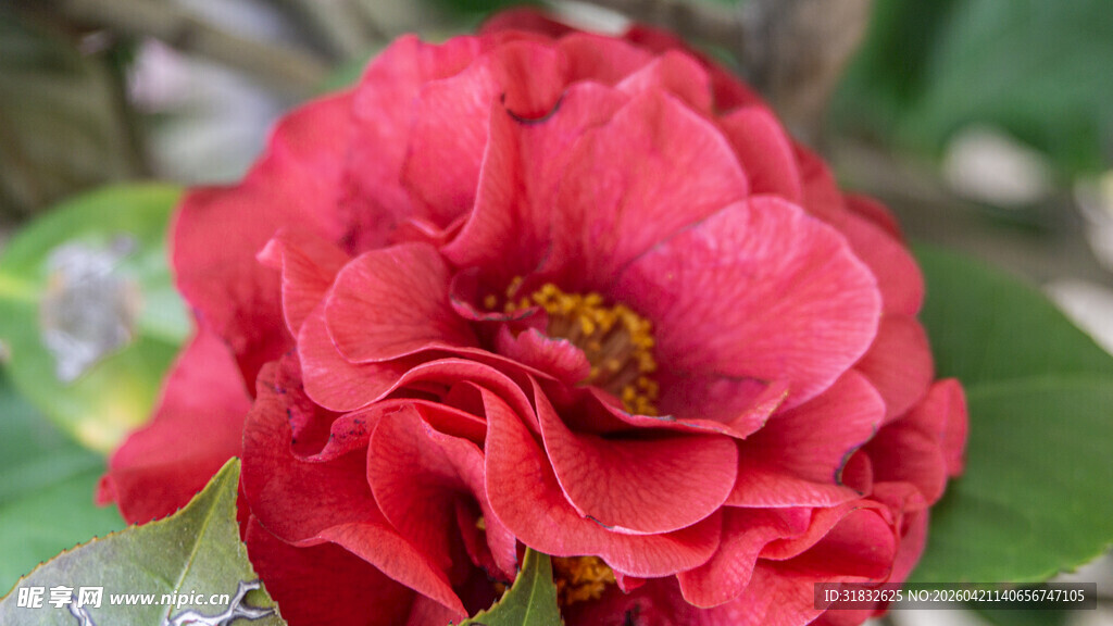 娇艳红山茶绽放