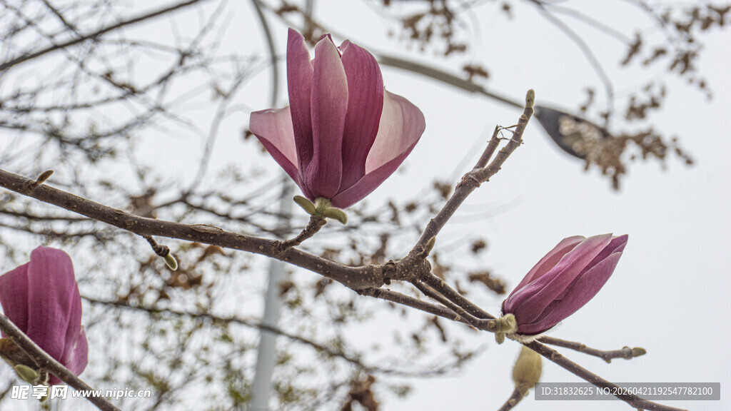 枝头绽放的娇艳玉兰花