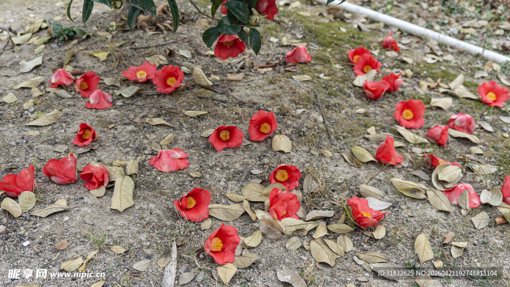 地上散落的鲜艳红色花朵