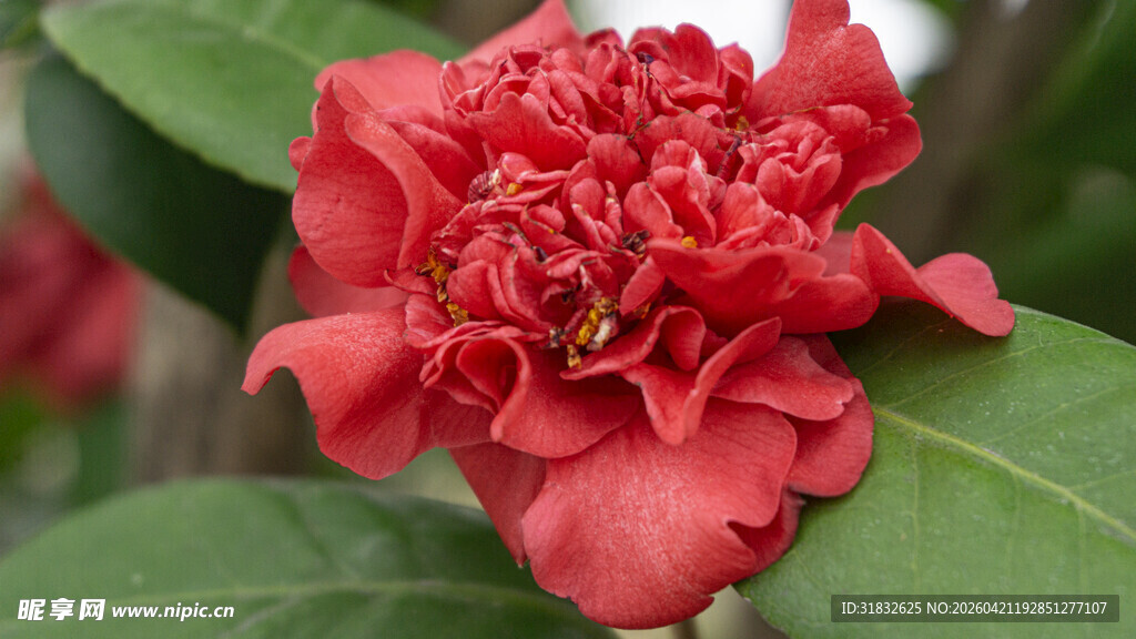 艳丽红山茶绽放