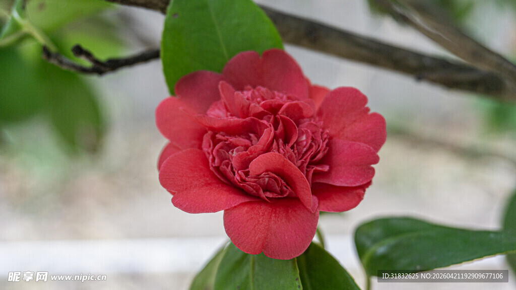 娇艳红山茶特写