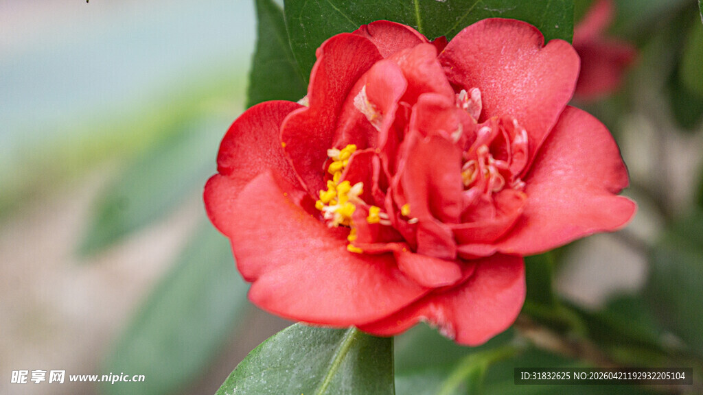 娇艳红山茶绽放