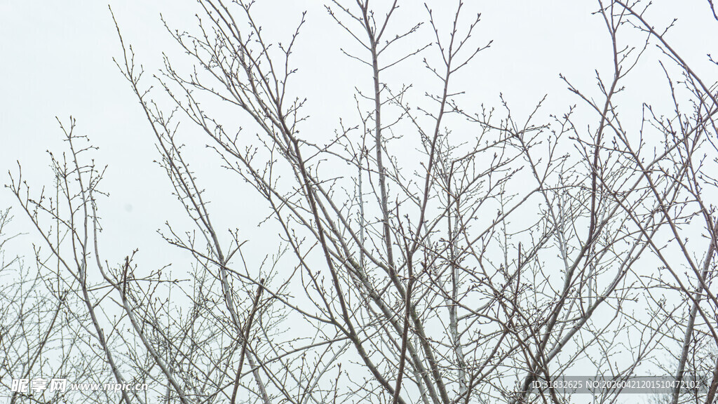 冬日光秃树枝景象