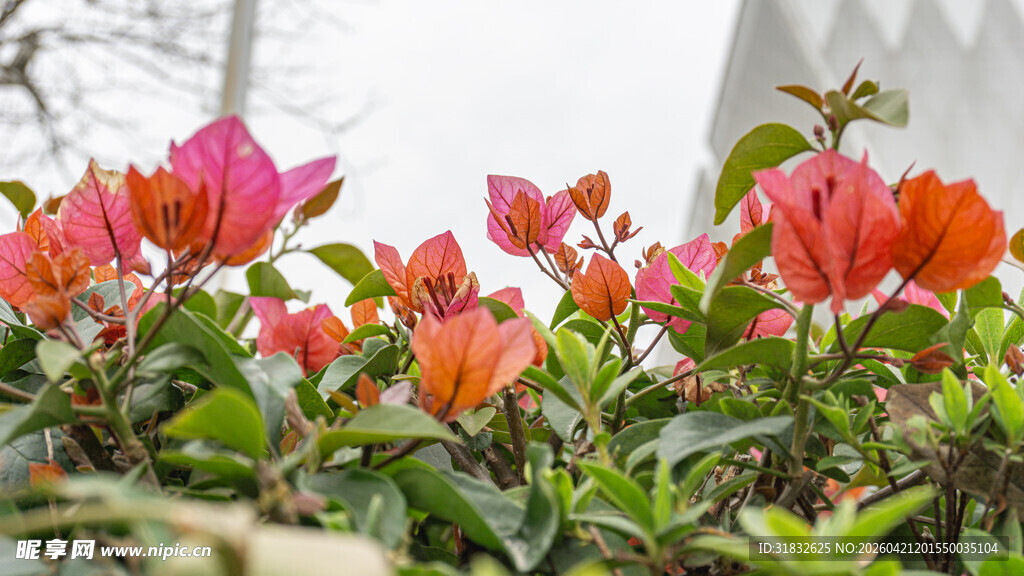 娇艳三角梅绽放