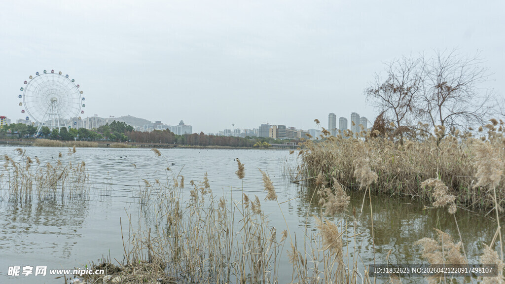 湖畔芦苇与远处摩天轮