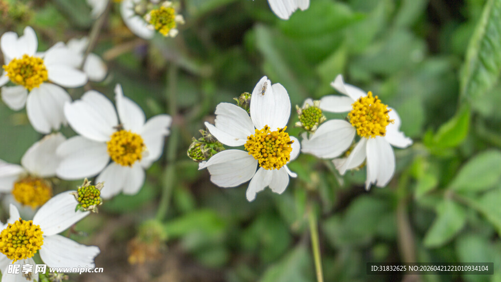 白色小花绽放于绿意间