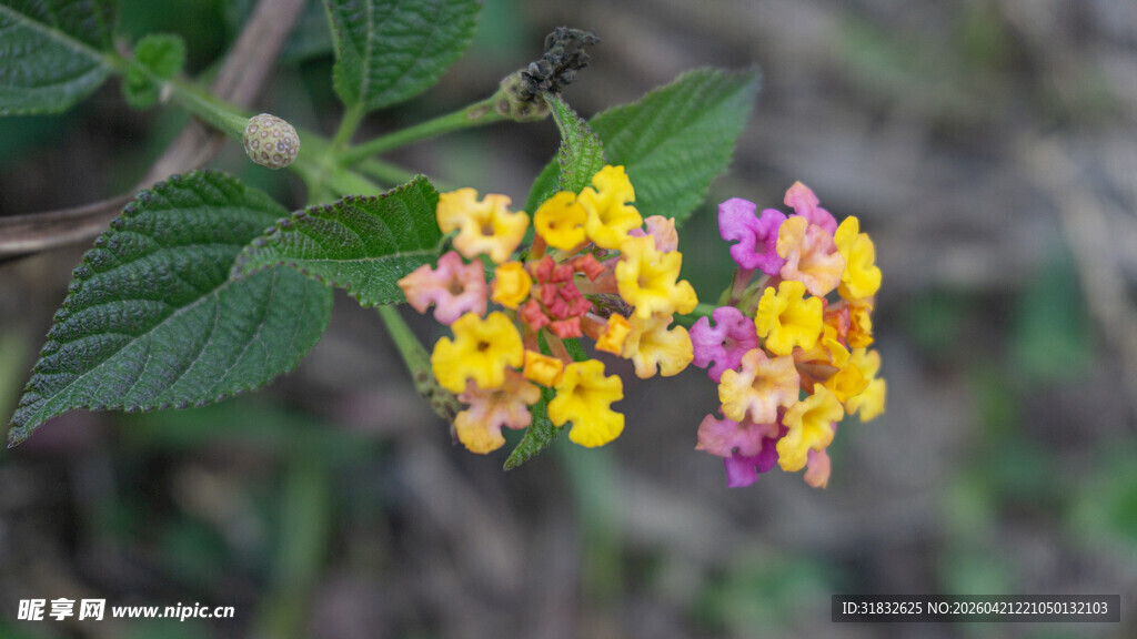 多彩马缨丹花朵特写
