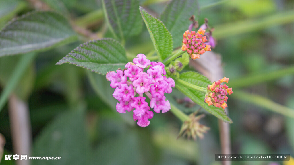 娇艳粉花绽放绿叶间
