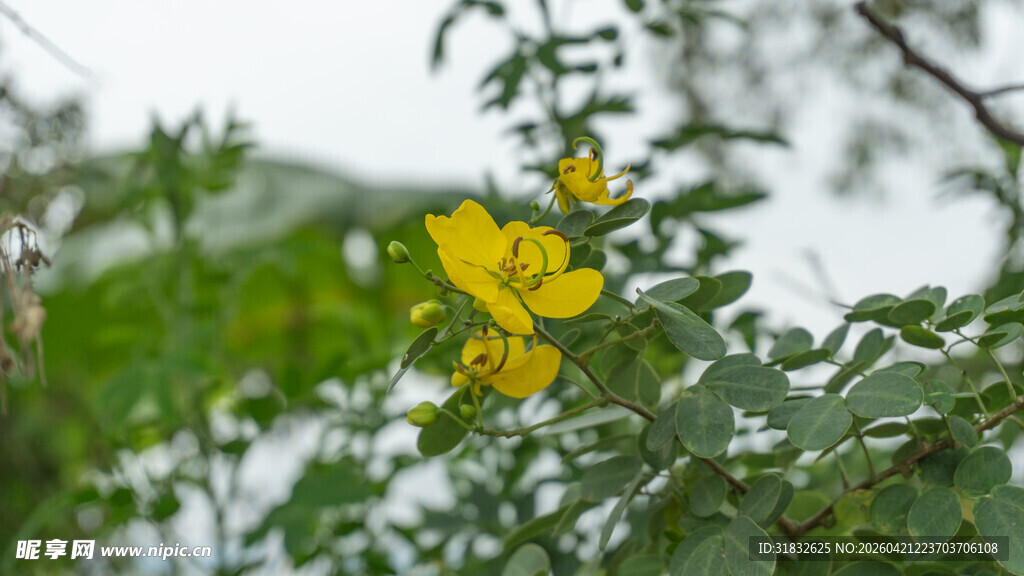 枝头绽放的明黄色小花