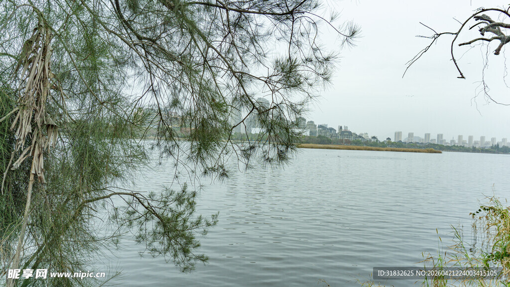 湖畔风景 枝叶低垂映绿水