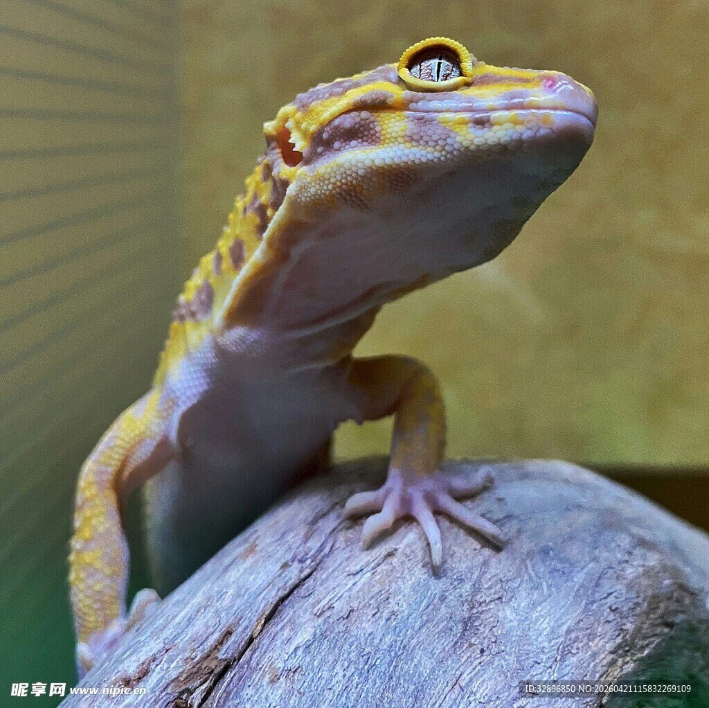 多彩壁虎栖息于木头上