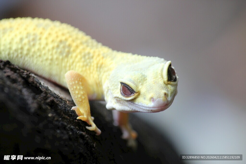 黄色壁虎特写