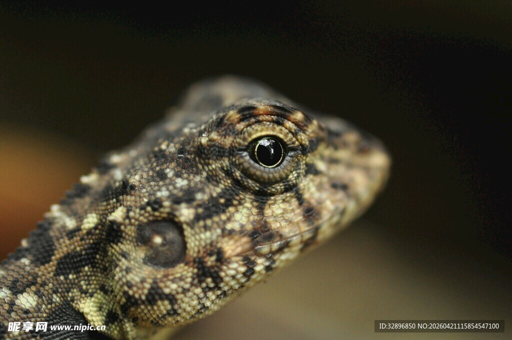 特写斑点蟾蜍头部