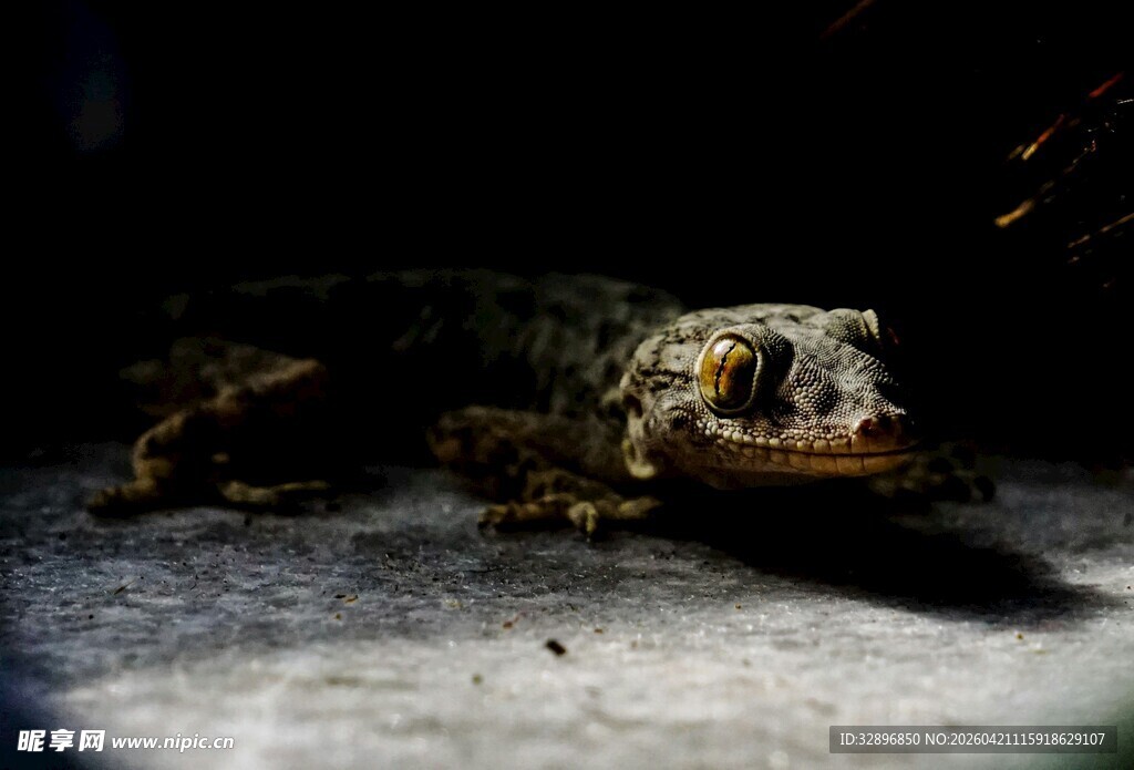 黑暗中的神秘蜥蜴