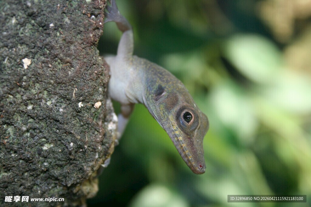 树干上的蜥蜴特写