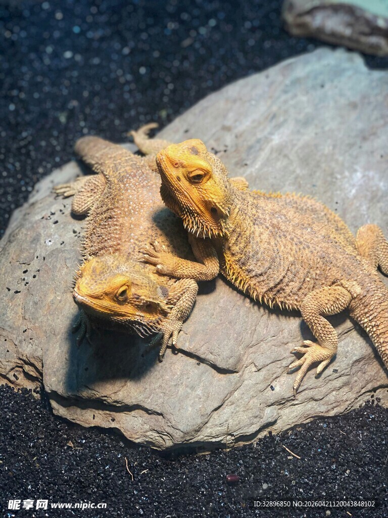 两只蜥蜴趴于岩石上