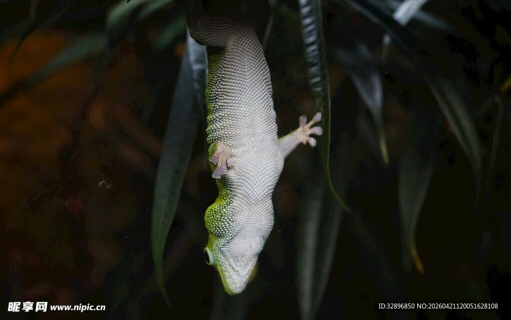 倒挂的绿色壁虎