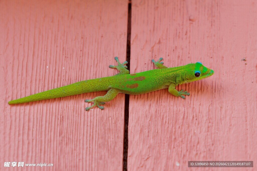 绿色壁虎趴在粉色木板上