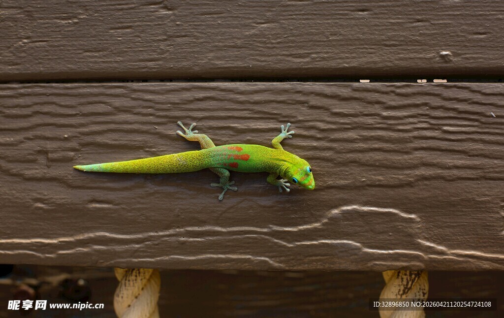 木面上的绿色小蜥蜴