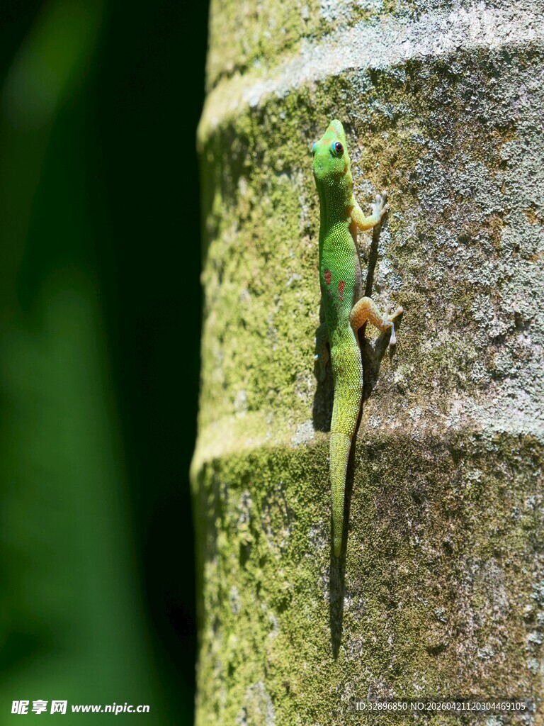树干上的绿色蜥蜴