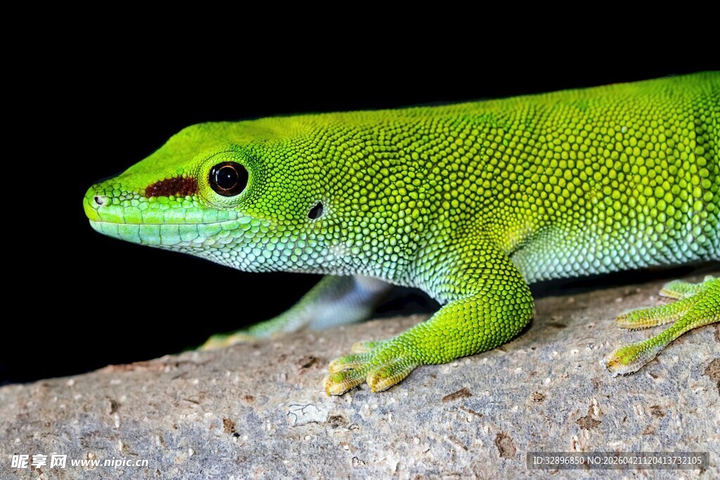 翠绿壁虎栖息于岩石上