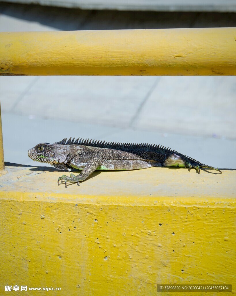 黄色背景上的蜥蜴