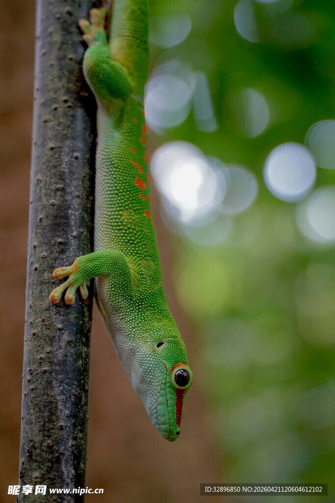 绿蜥蜴攀附树干瞬间