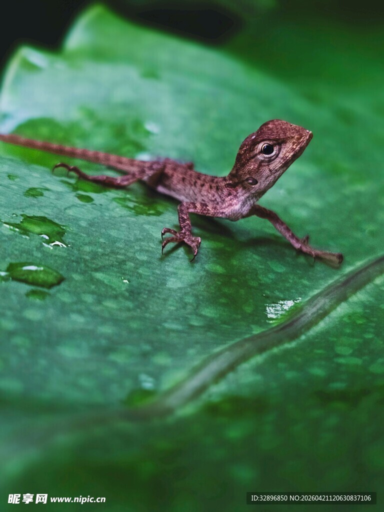 绿叶上的小蜥蜴