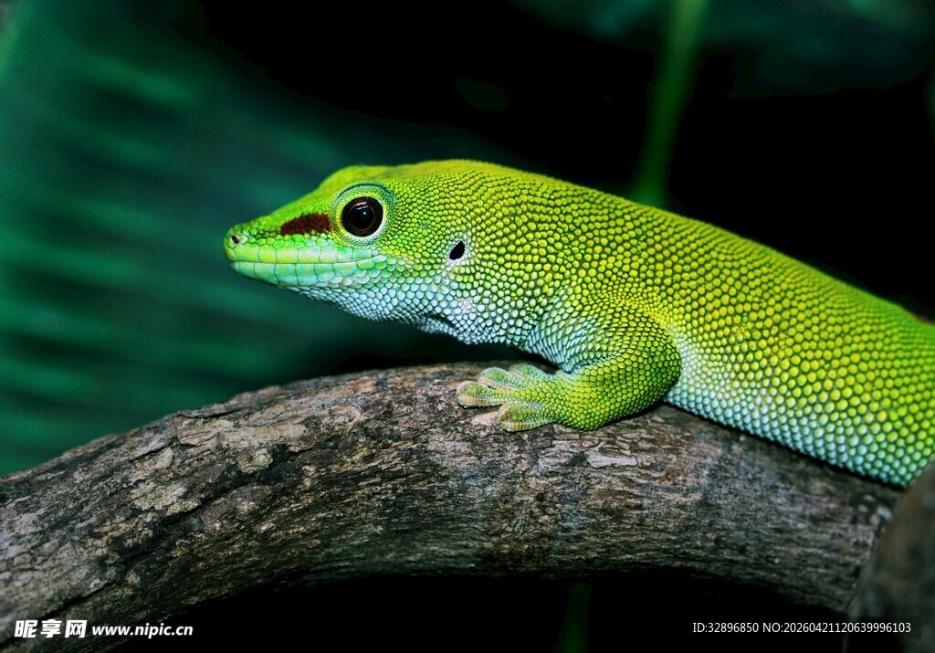 翠绿壁虎栖息于树枝上