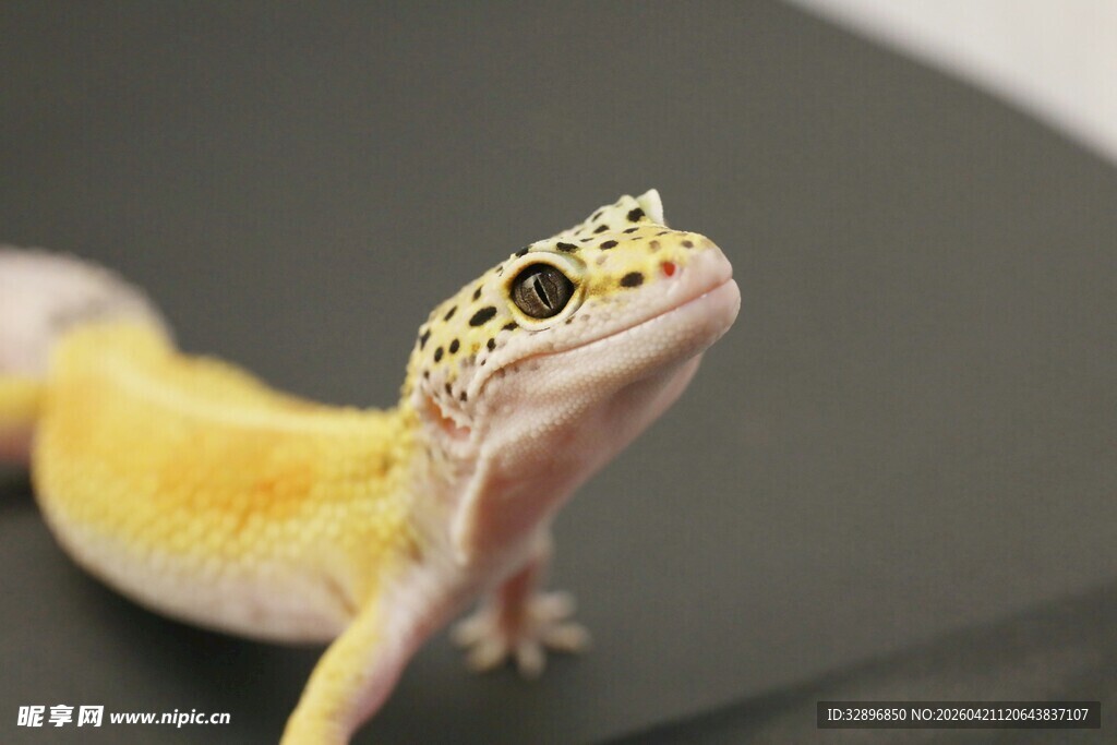 可爱豹纹守宫特写