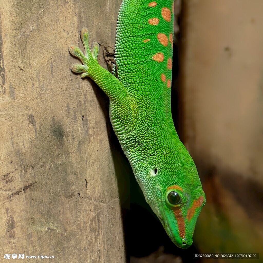 翠绿壁虎攀附树干