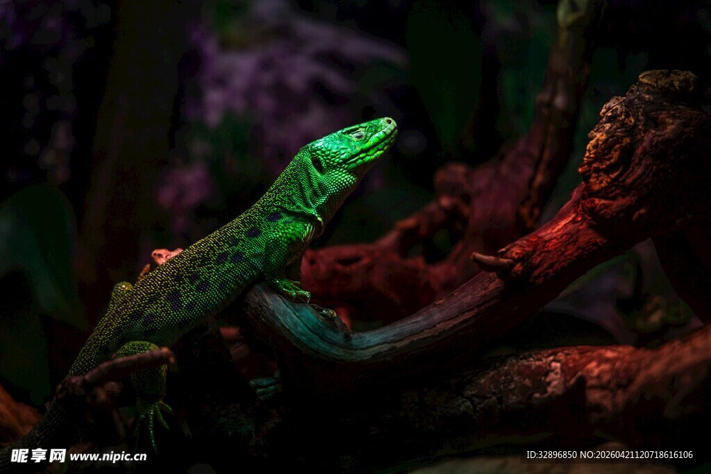 翠绿蜥蜴栖息于树枝上