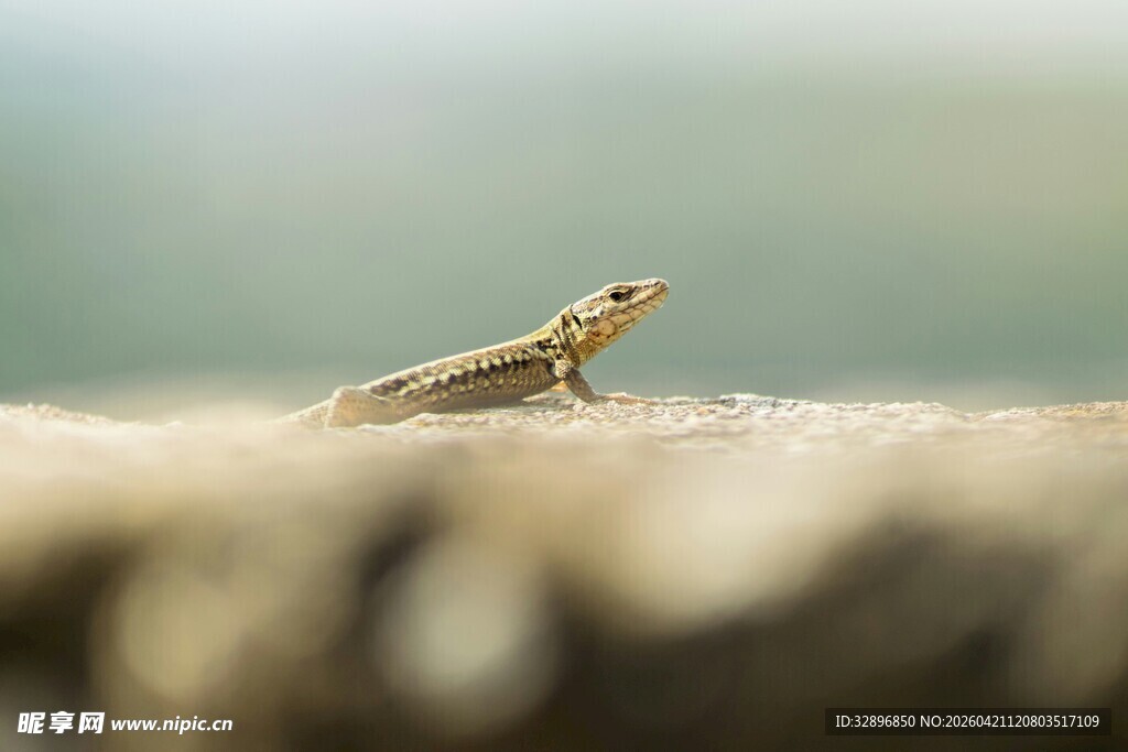 岩石上的小蜥蜴