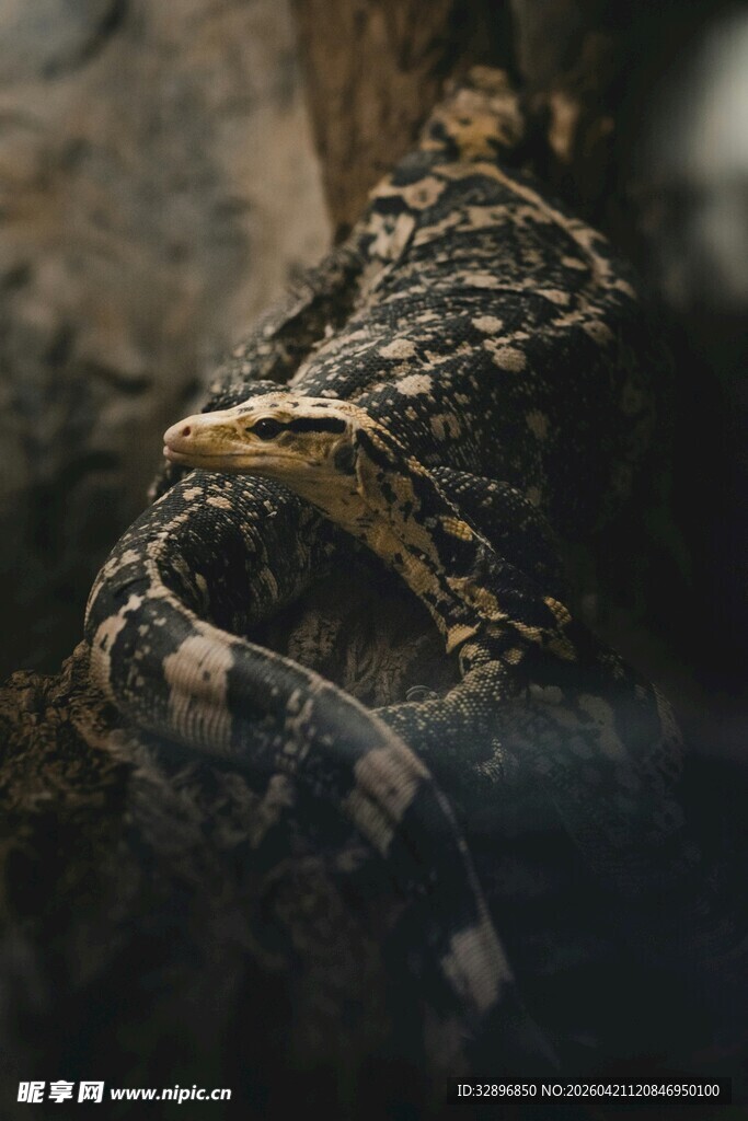 伪装服下的隐蔽身影