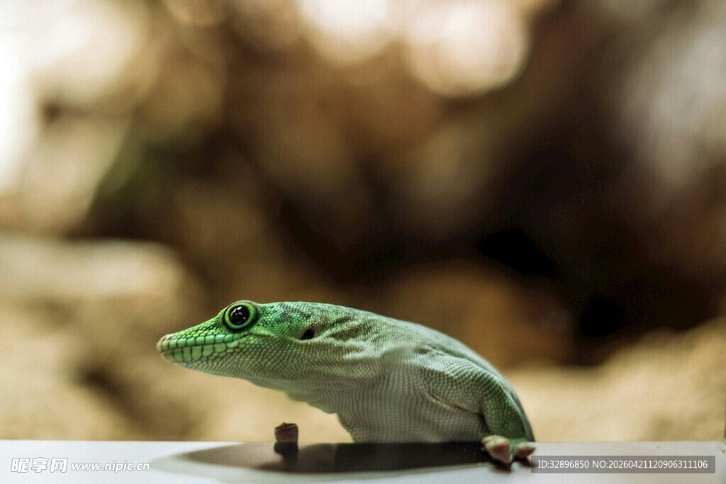 绿色蜥蜴特写
